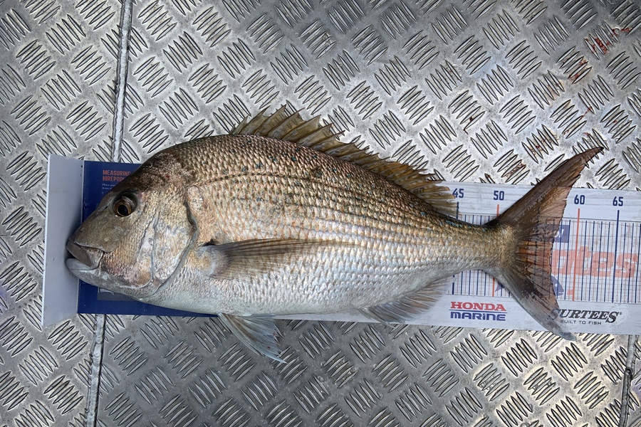 Laura Solomon caught this 57.0cm Snapper at Marlborough sounds  during The Hirepool Baitmates Fishing Comp