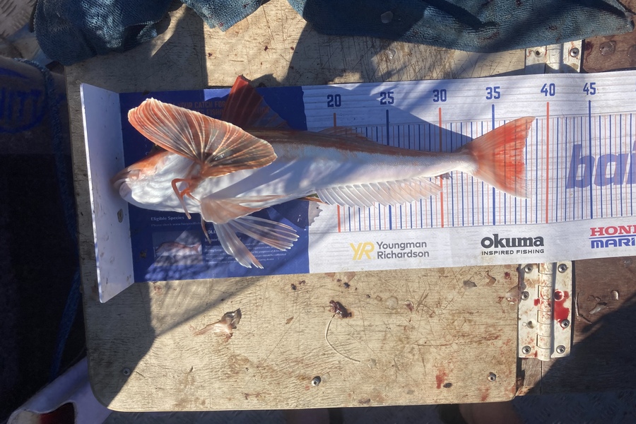 James Farley caught this 37.5cm Gurnard at Muriwai  during The Hirepool Baitmates Fishing Comp