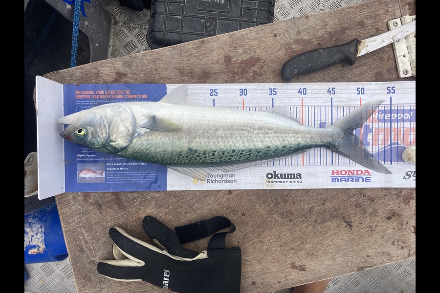 Louise Farley caught this 48.5cm Kahawai at Muriwai  during The Hirepool Baitmates Fishing Comp