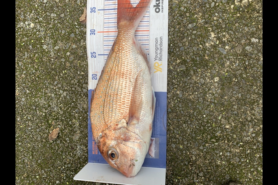Chris Senior caught this 35.0cm Snapper at Mana during The Hirepool Baitmates Fishing Comp