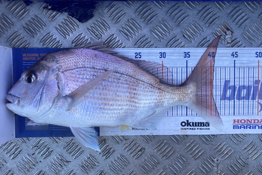 Louise Farley caught this 40.0cm Snapper at Muriwai  during The Hirepool Baitmates Fishing Comp