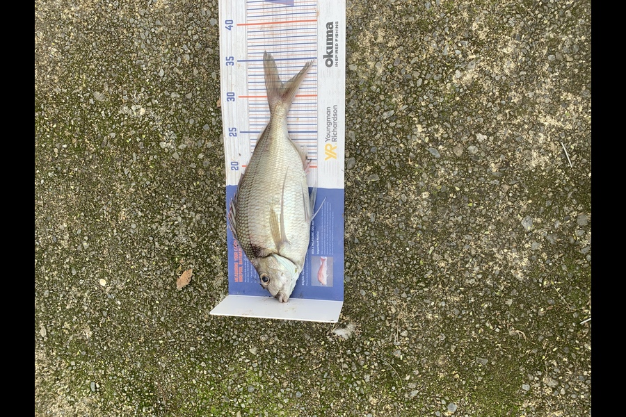 Chris Senior caught this 31.5cm Tarakihi at Mana during The Hirepool Baitmates Fishing Comp