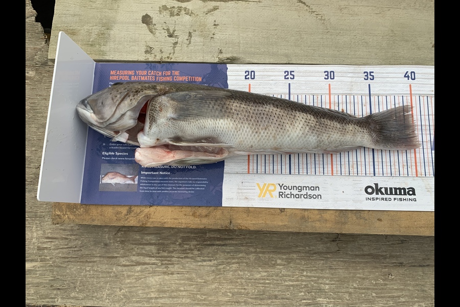 Duncan Finlayson caught this 40.0cm Blue Cod at Stewart island during The Hirepool Baitmates Fishing Comp