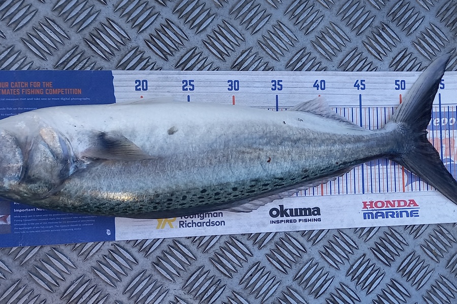 israel fusimalohi caught this 53.0cm Kahawai at kapiti during The Hirepool Baitmates Fishing Comp