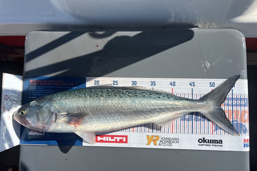 Ian Pedersen caught this 52.0cm Kahawai at BOP during The Hirepool Baitmates Fishing Comp
