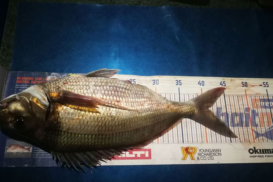 Leigh Page caught this 41.0cm Tarakihi at Wellington south coast during The Hirepool Baitmates Fishing Comp