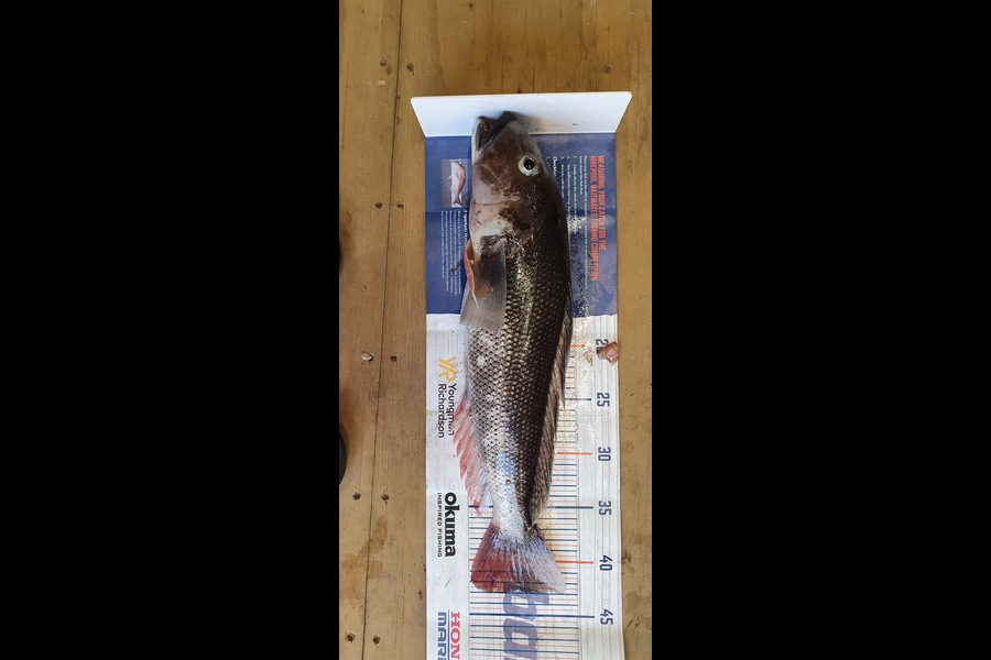 Myles Carson caught this 42.5cm Blue Cod at Kapiti  during The Hirepool Baitmates Fishing Comp