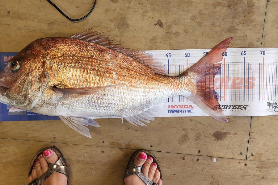 Carolyn Carson caught this 57.0cm Snapper at Kapiti  during The Hirepool Baitmates Fishing Comp