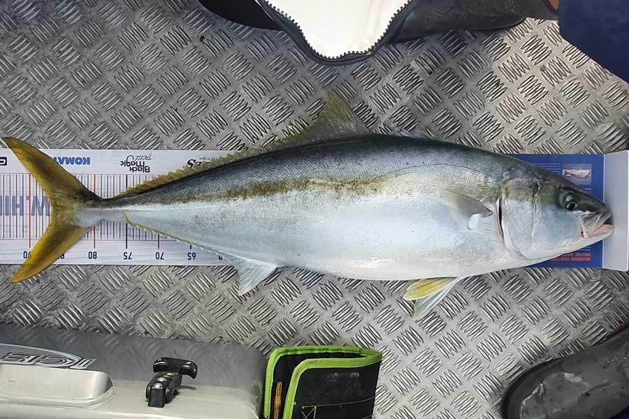 Logan Woods caught this 86.5cm Kingfish at Mana during The Hirepool Baitmates Fishing Comp
