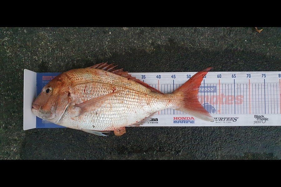 Hamish Woods caught this 52.5cm Snapper at Kapiti during The Hirepool Baitmates Fishing Comp