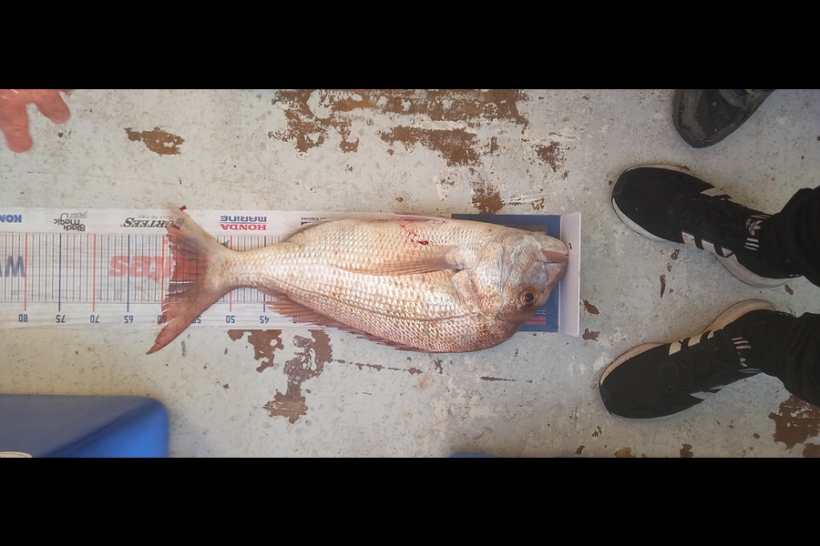 Mike Stainthorpe caught this 58.0cm Snapper at Coromandel during The Hirepool Baitmates Fishing Comp