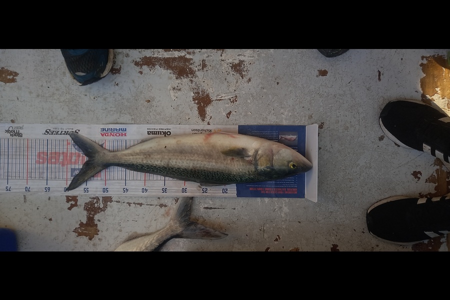 Mike Stainthorpe caught this 54.5cm Kahawai at Coromandel during The Hirepool Baitmates Fishing Comp