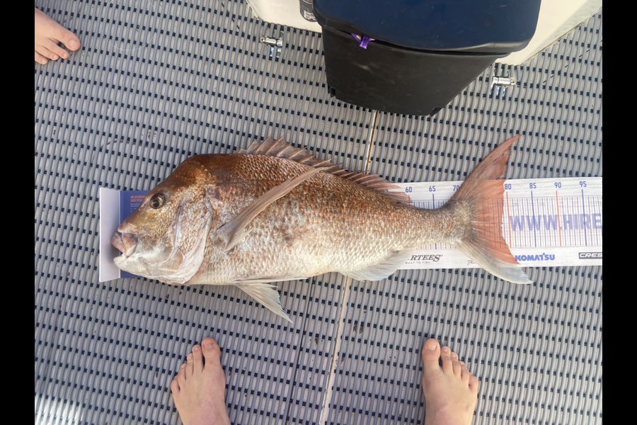 Kent Blackler caught this 78.0cm Snapper at Kenepuru sound  during The Hirepool Baitmates Fishing Comp