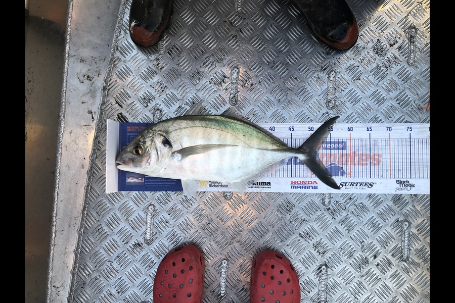 Joshua Talsma caught this 51.5cm Trevally at Aotea harbour during The Hirepool Baitmates Fishing Comp