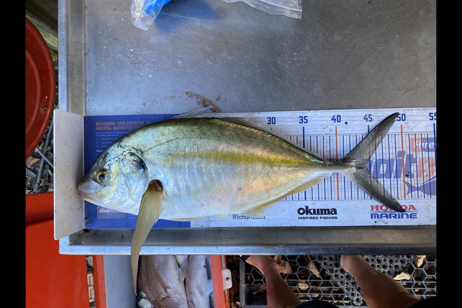 Kyle Hunt caught this 44.5cm Trevally at Wanganui during The Hirepool Baitmates Fishing Comp