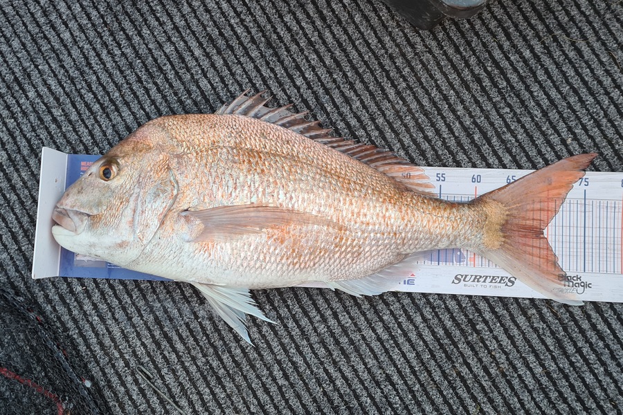 Jacqui Law caught this 69.5cm Snapper at Wanganui during The Hirepool Baitmates Fishing Comp