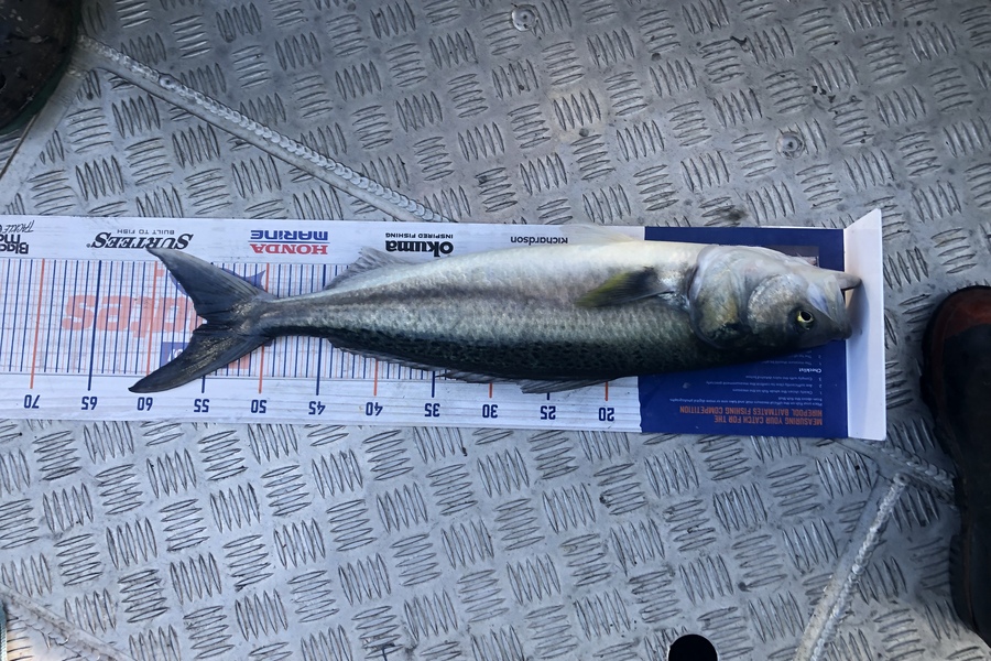 Tony Flowers caught this 55.0cm Kahawai at Mana during The Hirepool Baitmates Fishing Comp