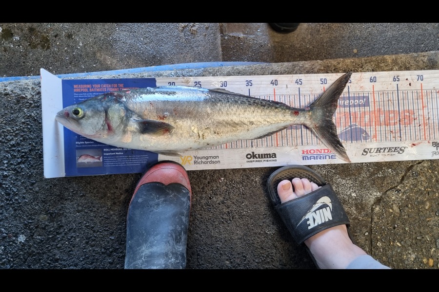 Stormy-leigh Robinson caught this 51.0cm Kahawai at Patea during The Hirepool Baitmates Fishing Comp