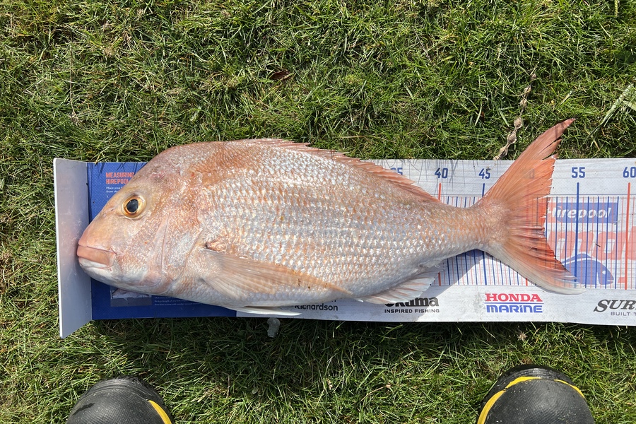 Geoffrey Collins caught this 51.5cm Snapper at Waikawau during The Hirepool Baitmates Fishing Comp