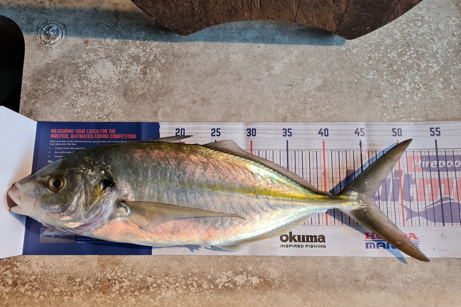 Jason Bosson caught this 46.0cm Trevally at Bay Of Plenty during The Hirepool Baitmates Fishing Comp