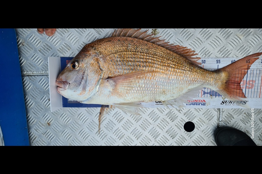 Carl McCoy caught this 63.0cm Snapper at Otaki Beach during The Hirepool Baitmates Fishing Comp