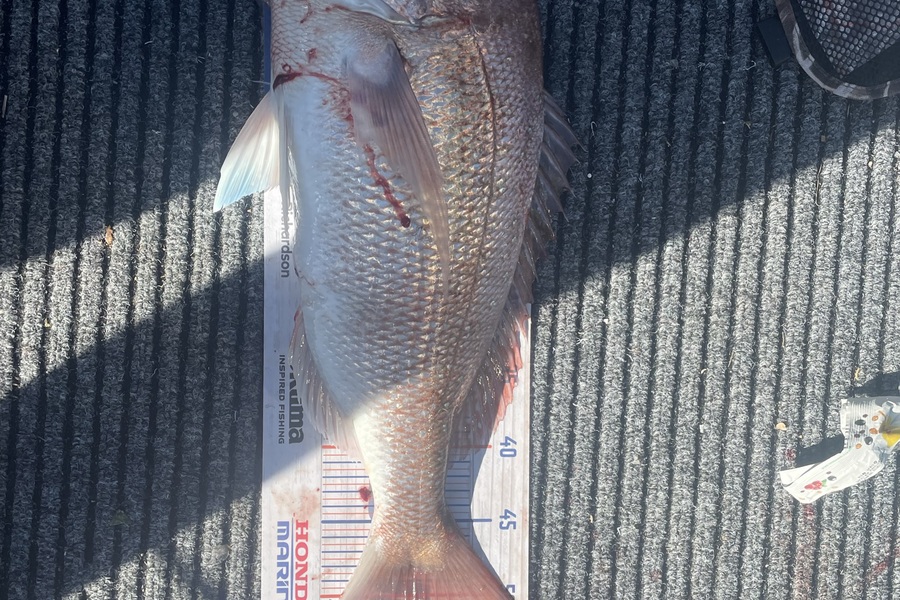 Levi Fielding caught this 52cm Snapper at Tauranga  during The Hirepool Baitmates Fishing Comp