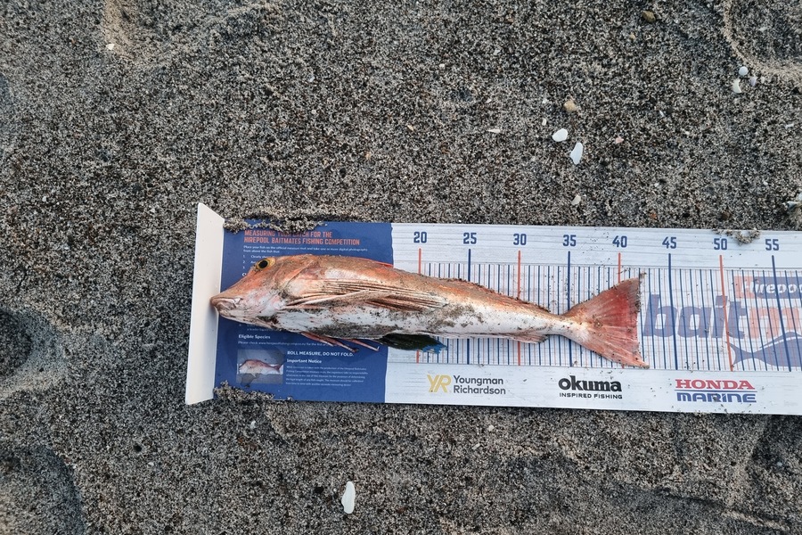 Michael Brown caught this 41.5cm Gurnard at Bop during The Hirepool Baitmates Fishing Comp