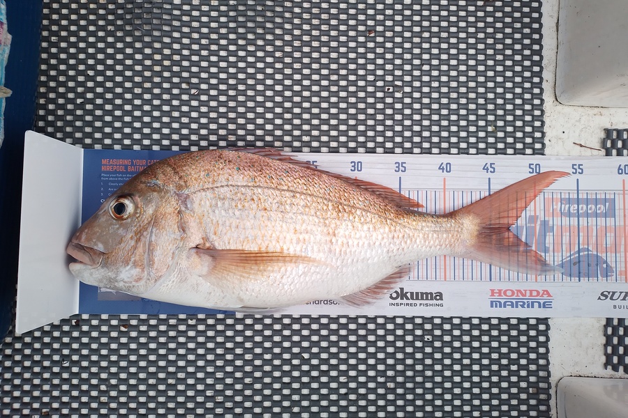 Phillip Te Pou caught this 47.0cm Snapper at Waiheke channel  during The Hirepool Baitmates Fishing Comp