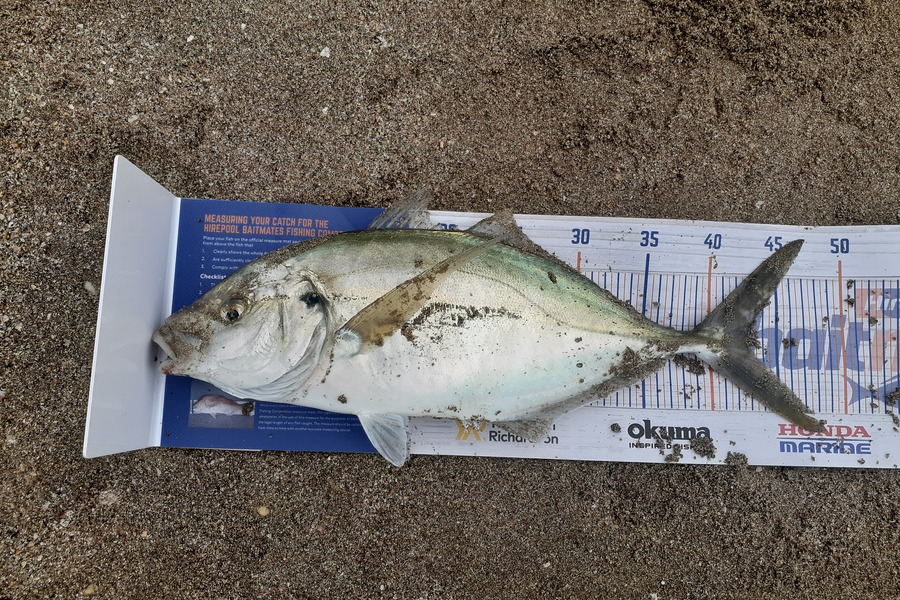 Antz Johnson caught this 43cm Trevally at Whangamata during The Hirepool Baitmates Fishing Comp