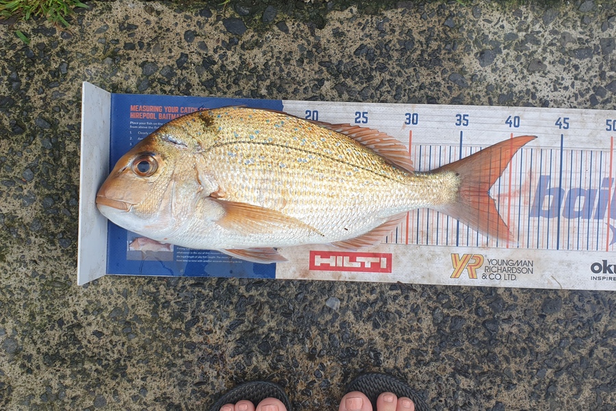 Cody Alexander caught this 38cm Snapper at Tauranga  during The Hirepool Baitmates Fishing Comp