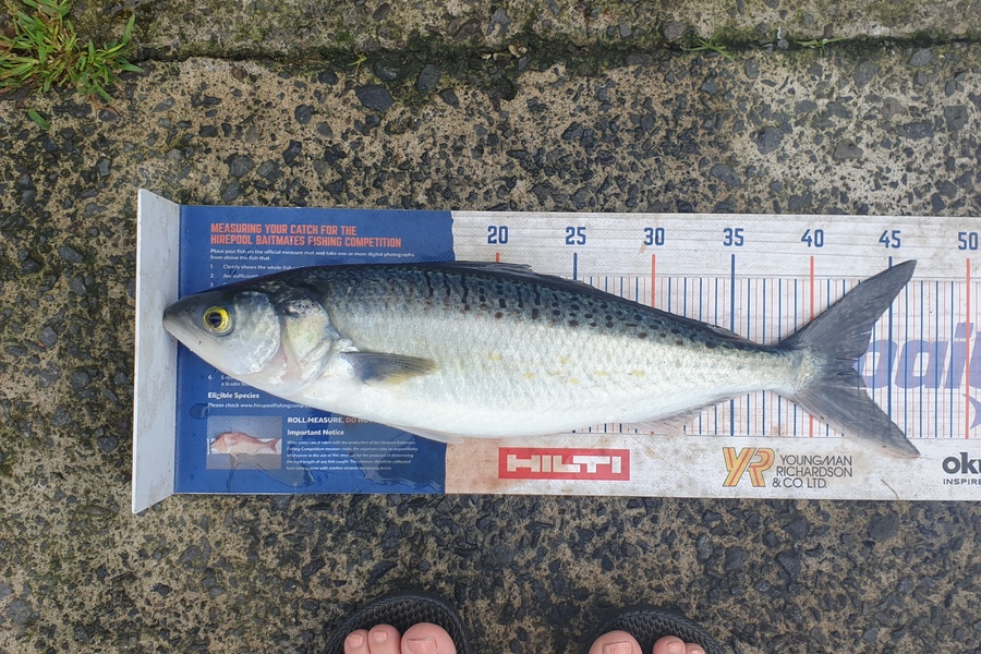 Cody Alexander caught this 42.5cm Kahawai at Tauranga  during The Hirepool Baitmates Fishing Comp