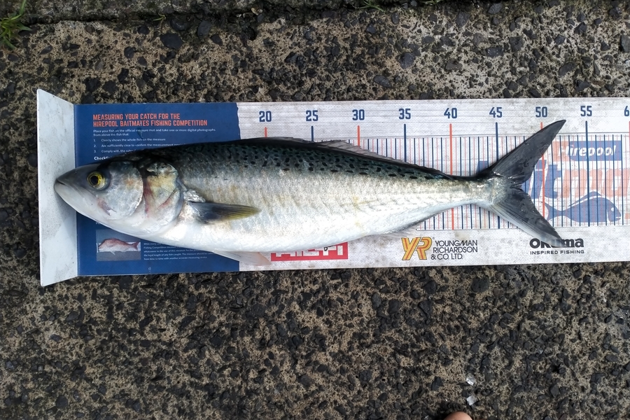 Andrew Cornelder caught this 47.5cm Kahawai at Tauranga  during The Hirepool Baitmates Fishing Comp