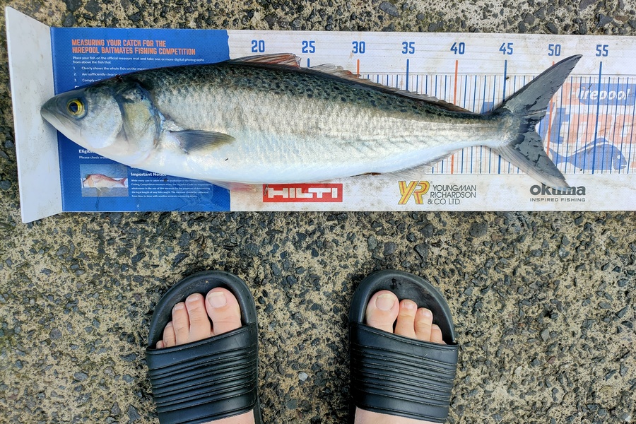 Janine Cornelder caught this 48.5cm Kahawai at Tauranga during The Hirepool Baitmates Fishing Comp
