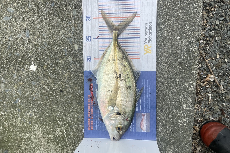 Kieran Daly caught this 28.0cm Trevally at Wellington  during The Hirepool Baitmates Fishing Comp