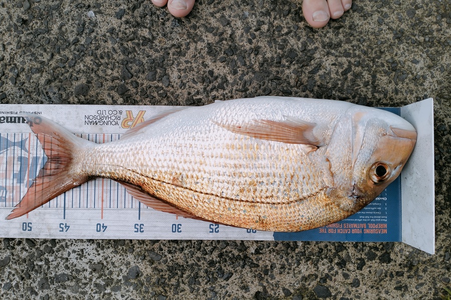 Bailey Cornelder caught this 47.5cm Snapper at Tga during The Hirepool Baitmates Fishing Comp