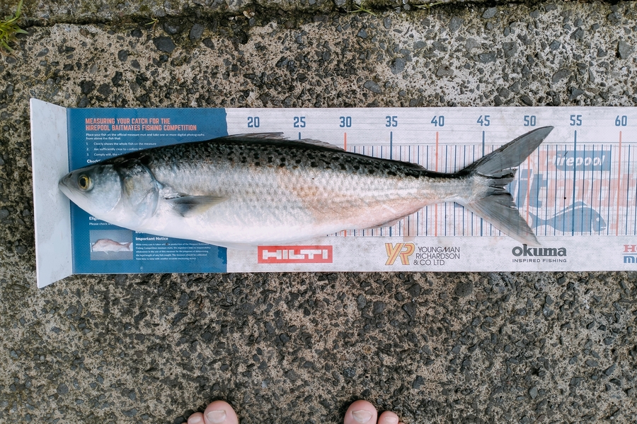 Bailey Cornelder caught this 47.0cm Kahawai at Tga during The Hirepool Baitmates Fishing Comp