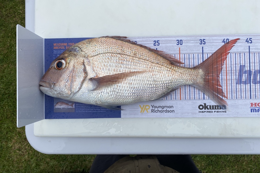 Mathieson Cory caught this 38.5cm Snapper at TownPoint during The Hirepool Baitmates Fishing Comp