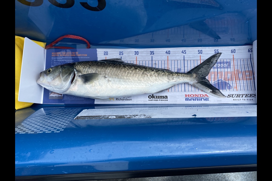 Mathieson Cory caught this 51cm Kahawai at Townpoint  during The Hirepool Baitmates Fishing Comp