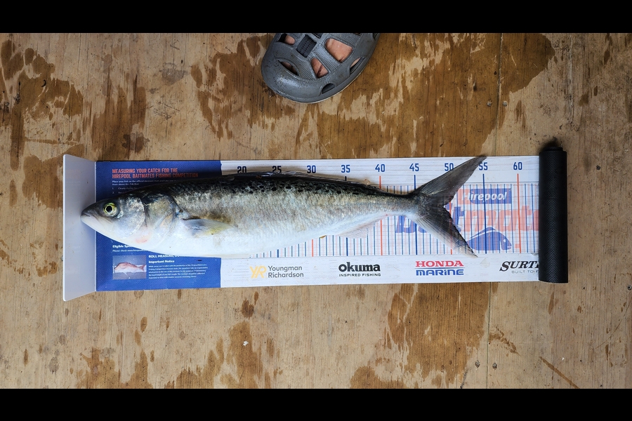 Myles Carson caught this 49.0cm Kahawai at Kapiti  during The Hirepool Baitmates Fishing Comp