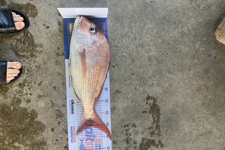 Drew Storey caught this 45.5cm Snapper at Opotiki  during The Hirepool Baitmates Fishing Comp