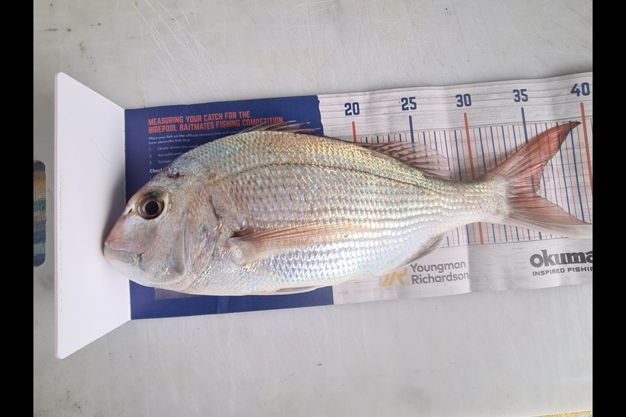 Shane Edwards caught this 35.0cm Snapper at Manawatu during The Hirepool Baitmates Fishing Comp