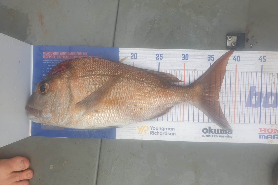 Matiu Kapa caught this 36.5cm Snapper at Great barrier  during The Hirepool Baitmates Fishing Comp