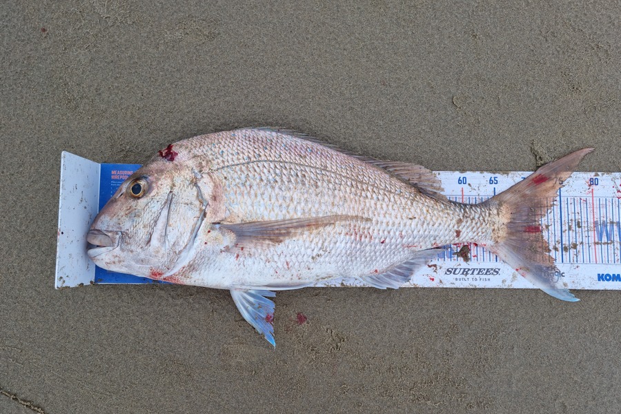 Jayden Emtage caught this 71.5cm Snapper at glinks gully during The Hirepool Baitmates Fishing Comp
