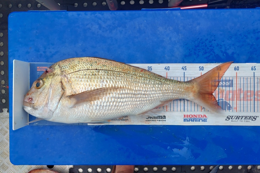 Barry  Howard caught this 53.0cm Snapper at Hauraki Gulf during The Hirepool Baitmates Fishing Comp