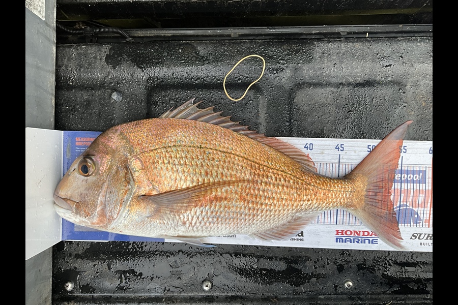 Stephen Heka caught this 53.0cm Snapper at Far north east coast during The Hirepool Baitmates Fishing Comp