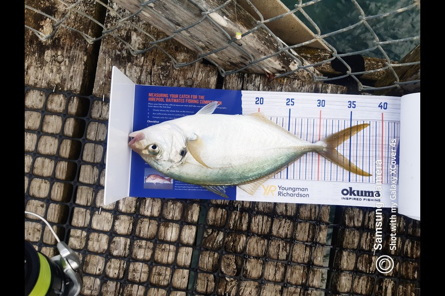 Darren James caught this 32cm Trevally at Pataua north during The Hirepool Baitmates Fishing Comp