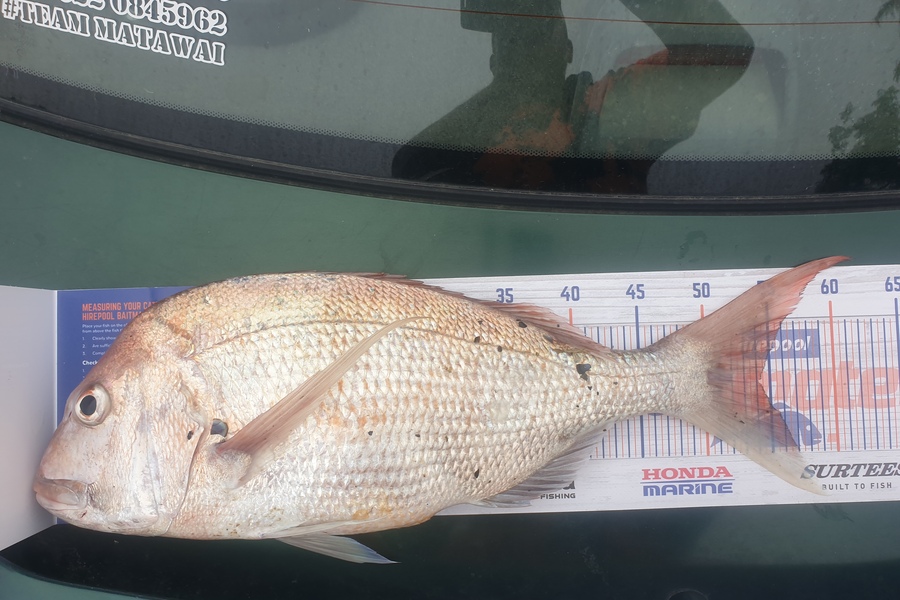 Vini Stevens caught this 54.0cm Snapper at Ebop during The Hirepool Baitmates Fishing Comp