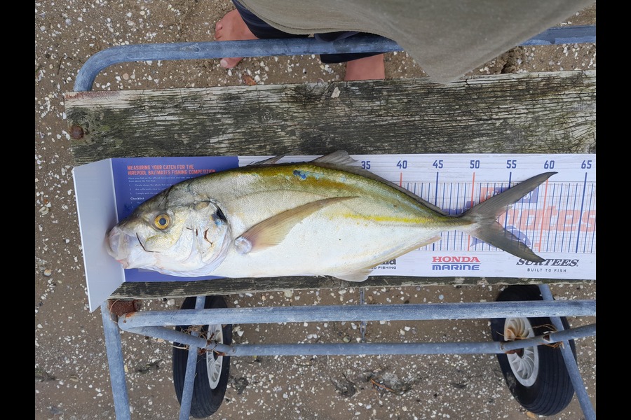 Aaron Motutere  caught this 52.5cm Trevally at Tauranga  during The Hirepool Baitmates Fishing Comp
