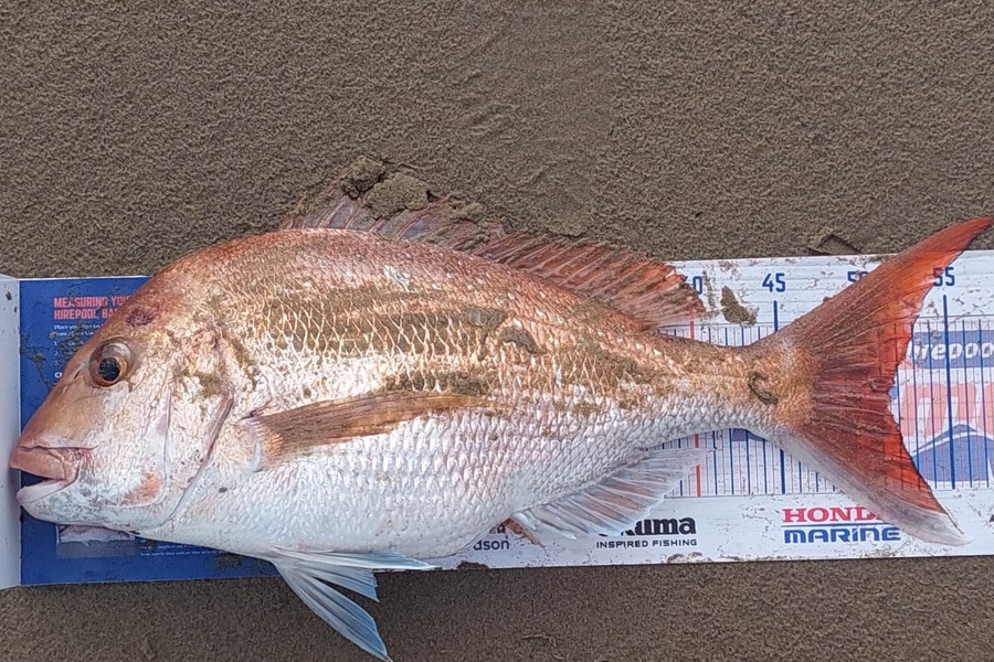 Bryce Taylor caught this 51.0cm Snapper at Dargaville  during The Hirepool Baitmates Fishing Comp