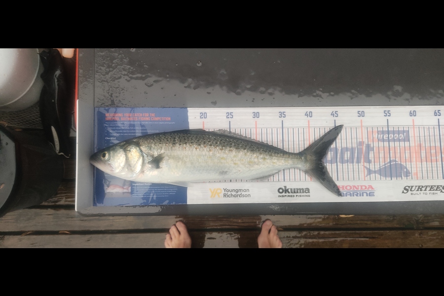 Zhoel Truman caught this 42.0cm Kahawai at Waipu cove during The Hirepool Baitmates Fishing Comp